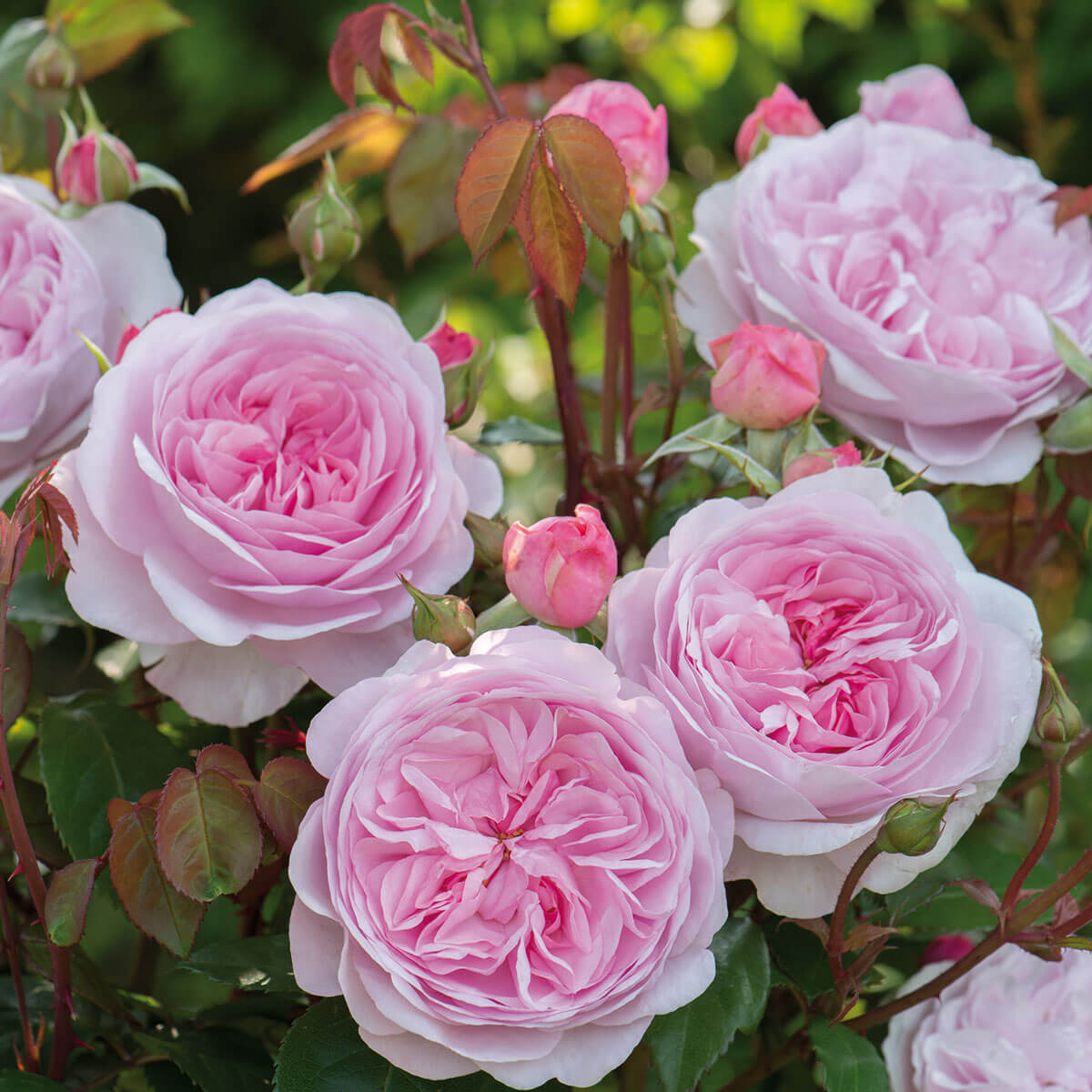 David Austin 'Olivia Rose Austin' Roses (6L Pot) – Ruxley Manor