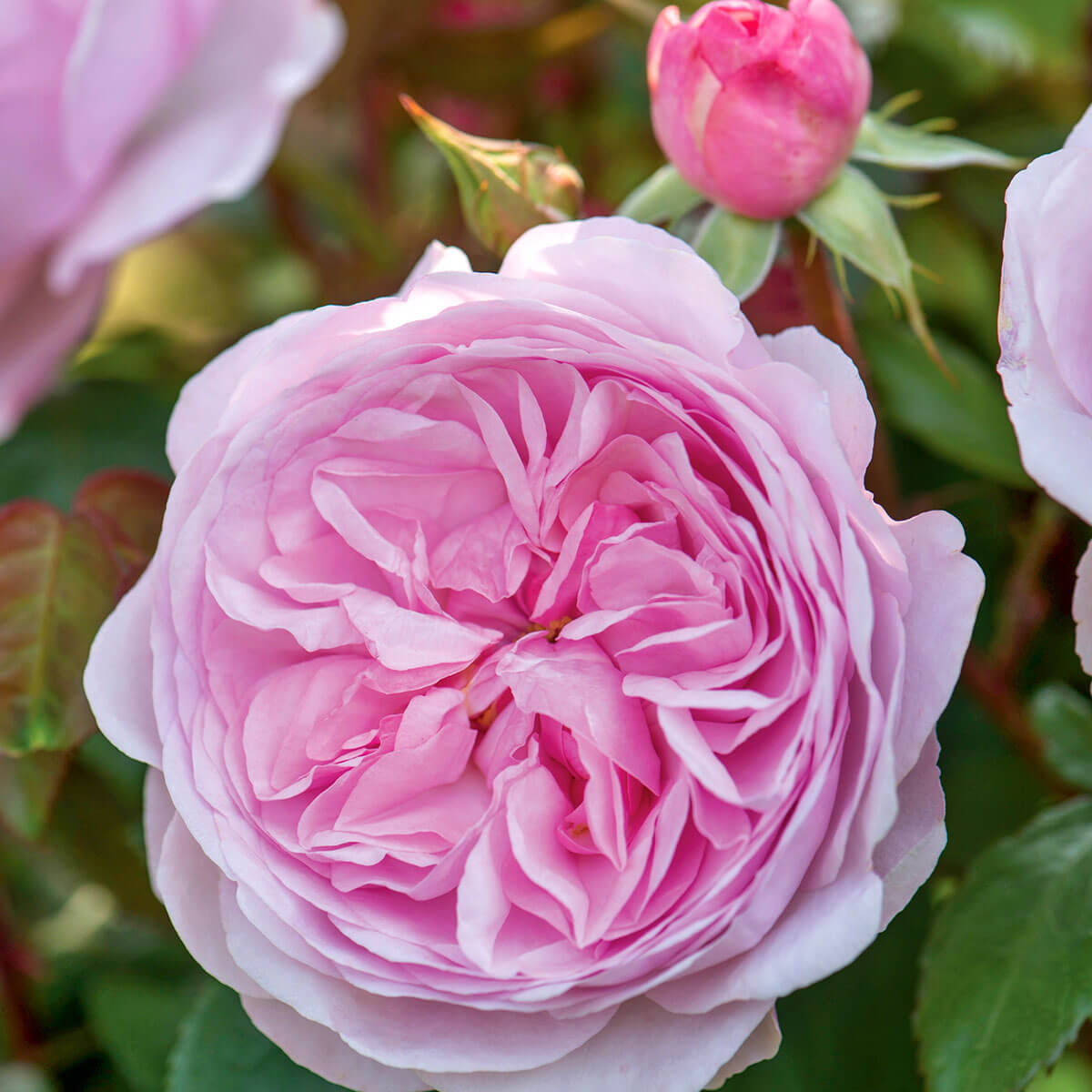 Rose David Austin 'Olivia Rose Austin' Roses (6L Pot) – Ruxley Manor