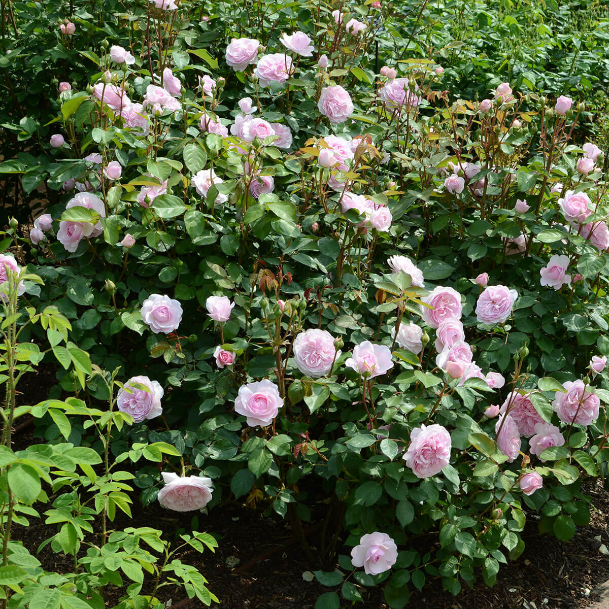 David Austin 'Olivia Rose Austin' Roses (6L Pot) – Ruxley Manor