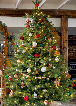 All Christmas Trees