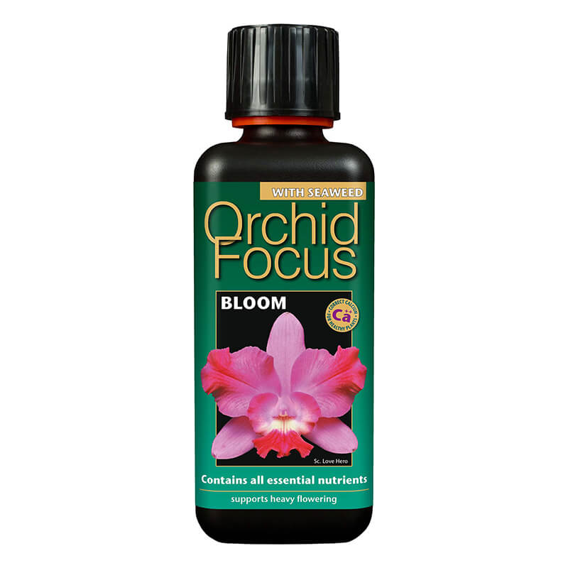Orchid Focus Bloom 300ml