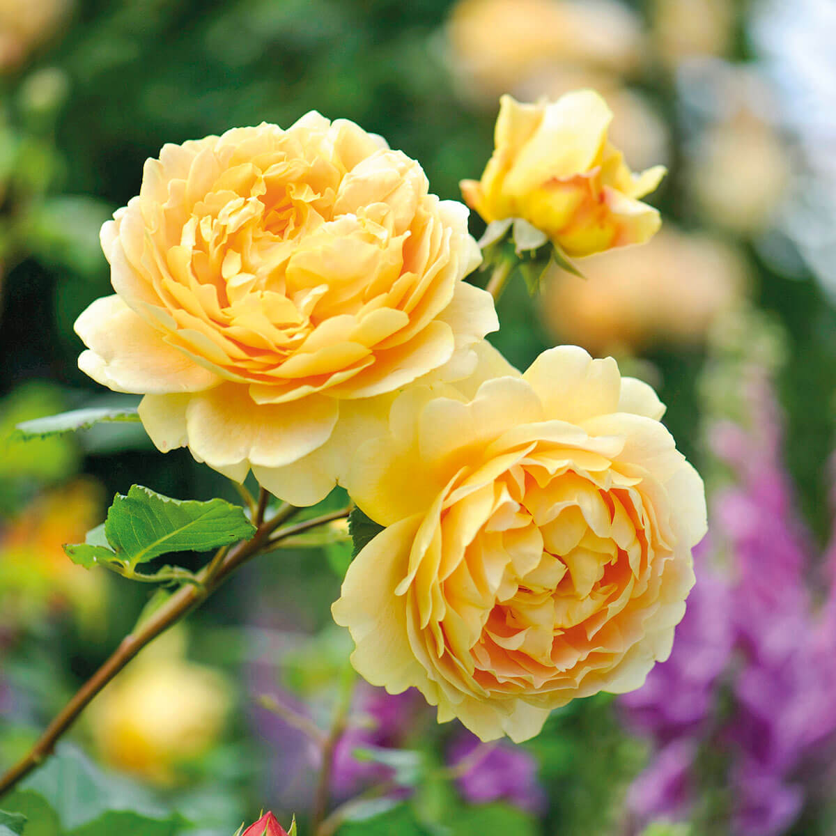 David Austin Roses Pot David Austin 'Golden Celebration' Roses (6L Pot) – Ruxley Manor Garden ...