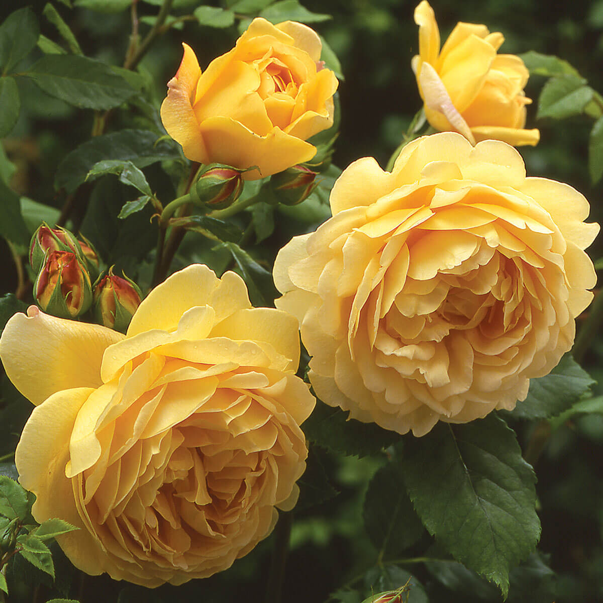 David Austin Roses Pot David Austin 'Golden Celebration' Roses (6L Pot) – Ruxley Manor Garden ...