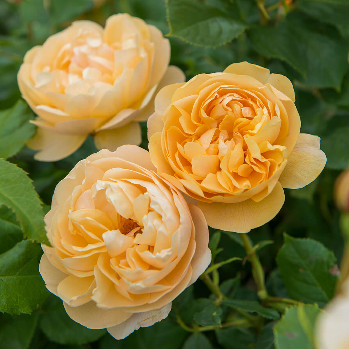 David Austin Roses Pot David Austin 'Roald Dahl' Roses (6L Pot) – Ruxley Manor Garden Centre
