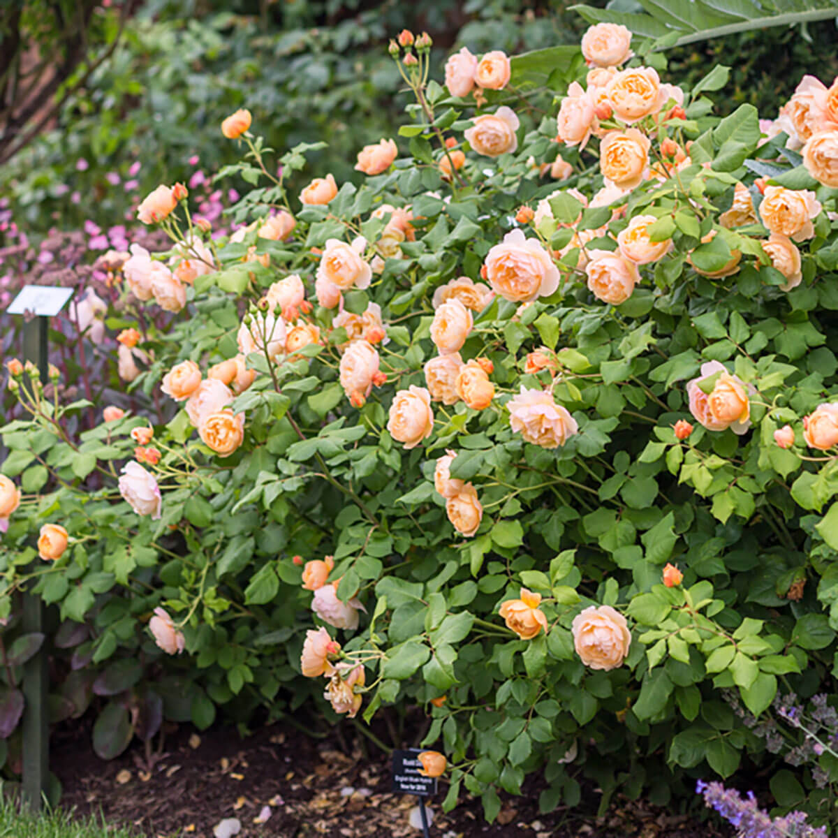 David Austin Roses Pot David Austin 'Roald Dahl' Roses (6L Pot) – Ruxley Manor Garden Centre