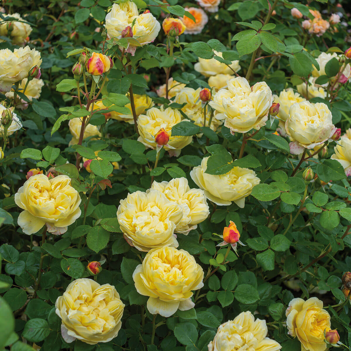 David Austin Roses Pot David Austin 'Charles Darwin' Roses (6L Pot) – Ruxley Manor Garden Centre