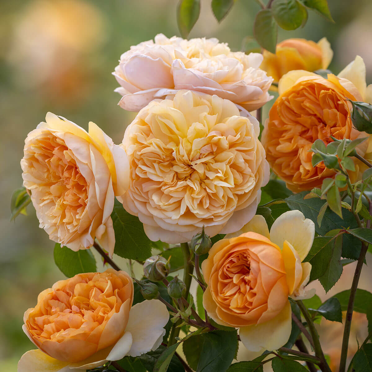 David Austin Roses Pot David Austin 'Bring Me Sunshine' Roses (6L Pot) – Ruxley Manor Garden ...