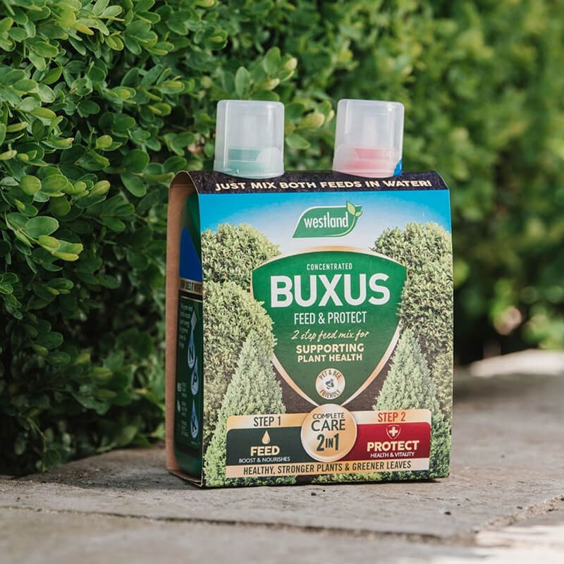 Westland Buxus 2 in1 Feed & Protect