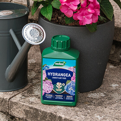 Westland Hydrangea High Performance Liquid Plant Food (1 Litre)