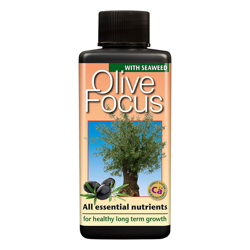 Olive Focus 100ml