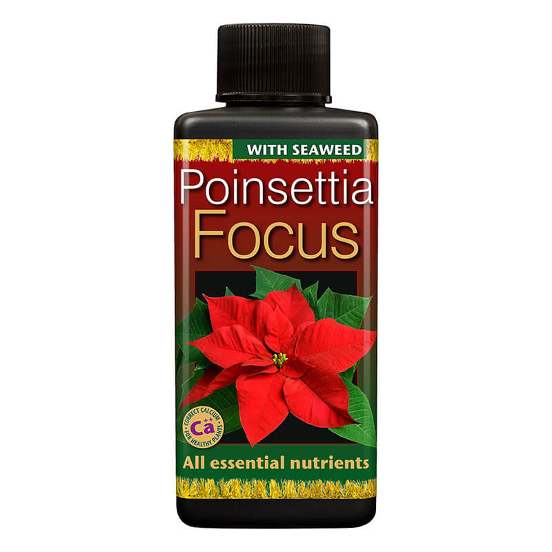 Poinsettia Focus 100ml