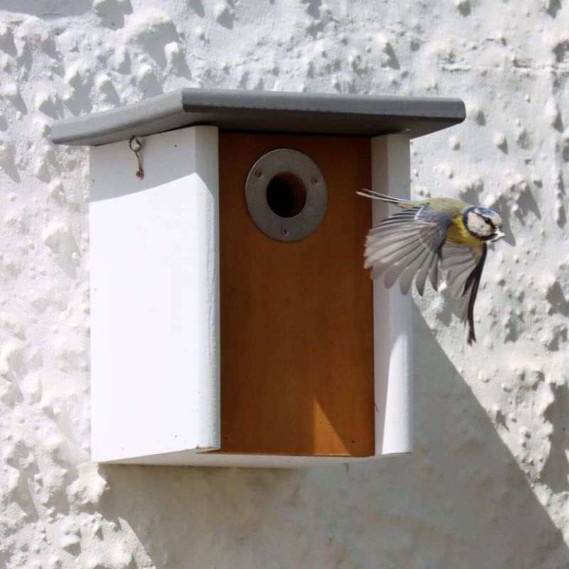 Henry Bell Elegance Flat Roof Nesting Bird Box
