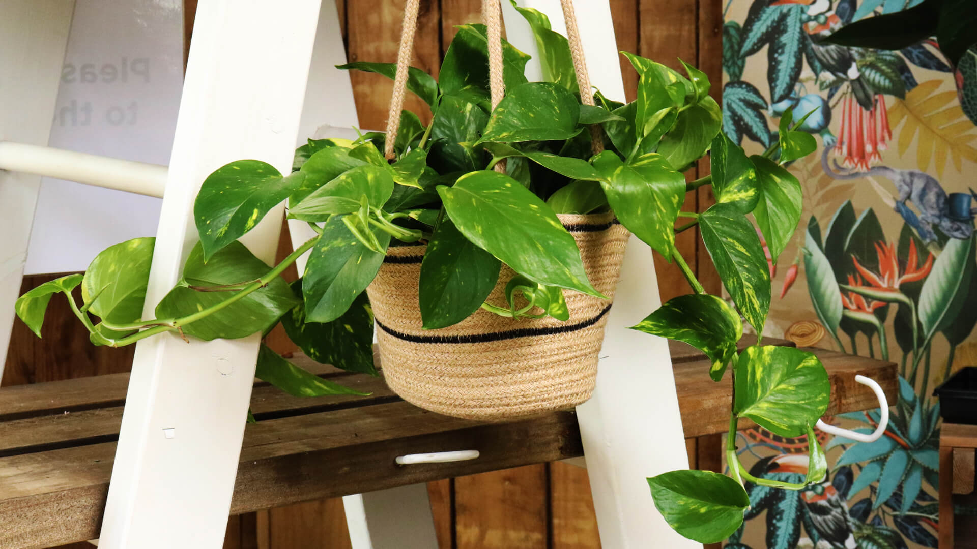 Win a Houseplant from Ruxley Manor
