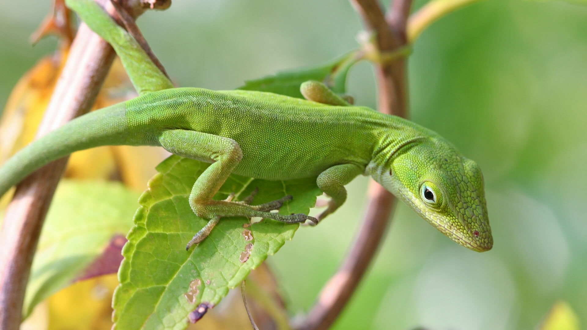 Green Anole Care Guide