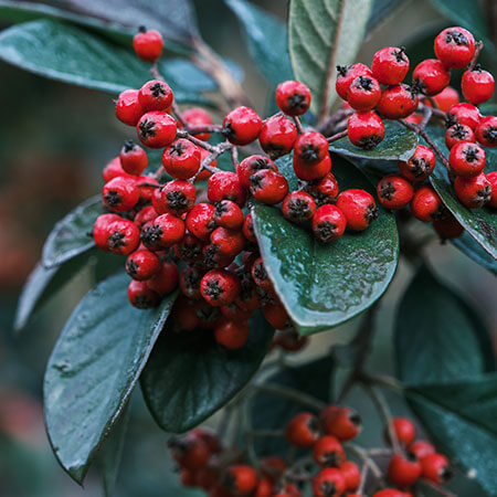 Cotoneaster Plant for shady gardens