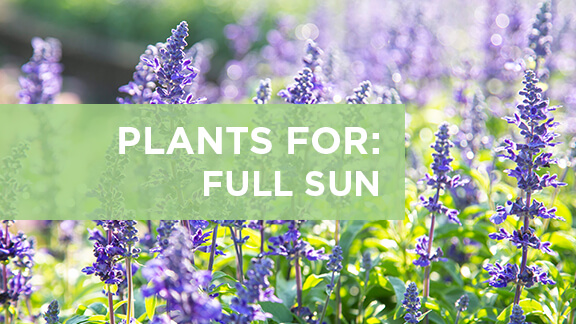 Plants for full sun