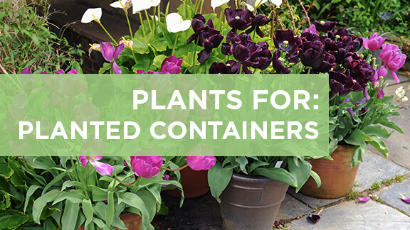 Plants for planted containers