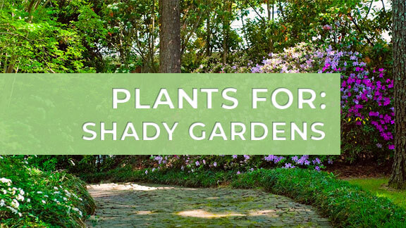What plants do i need for a shady garden