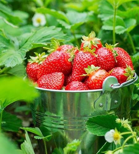 container grown strawberries