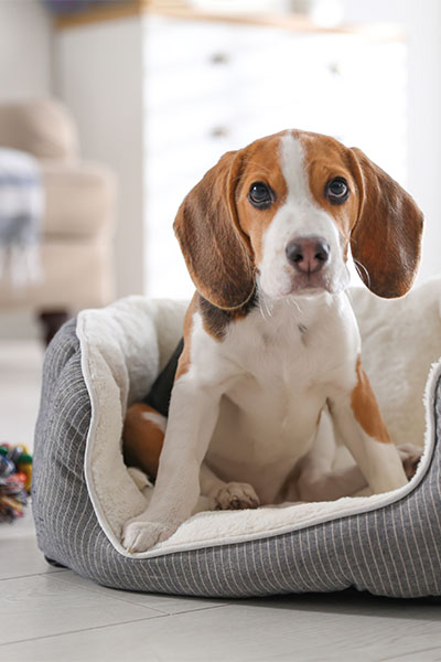 Picture of a Beagle puppy in a plush dog bed