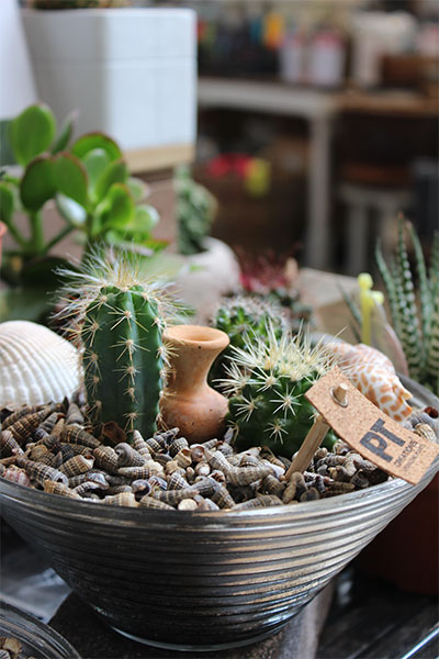 A picture of a small house plant arrangement containing Cacti